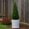 Plant in a Box - Ilex crenata 'Piramide' - Japanse hulst - set van 2 - Tuinplant - Potplant - ⌀21 cm - Hoogte 55-65 cm