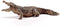 Schleich WILD LIFE - Krokodil - 14736