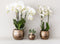 Geel rode phalaenopsis orchidee - Spain + Bee pot - potmaat Ø9cm -