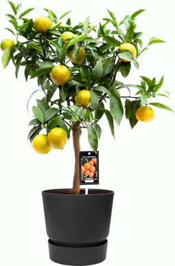 Citrus Clementine in ELHO outdoor sierpot Greenville Rond (zwart) ↨ 85cm - hoge kwaliteit planten