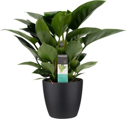 FloriaFor - Philodendron Congo Apple In ELHO Sierpot Brussels (zwart) - - ↨ 70cm - ⌀ 20cm