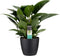 FloriaFor - Philodendron Congo Apple In ELHO Sierpot Brussels (zwart) - - ↨ 70cm - ⌀ 20cm