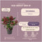 Plants by Frank - Skimmia Rubella - Wintergroene struik met rode knoppen - (3 stuks)