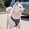 Hondentuigje Company of Animals CarSafe Zwart Maat M