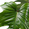 Philodendron Squamiferum - Pyramide in ELHO Round (wit) ↨ 70cm - hoge kwaliteit planten