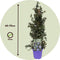Plant in a Box - Ceanothus thyrsiflorus Repens - Set van 2 - Voorjaarsbloei - Glanzend blad - Wintergroene struik - Pot 17cm - Hoogte 60-70cm