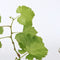 Plant in a Box - Mix van 6 Druivenplanten - Vitis Vinifera - Druif - Pot 9cm - Hoogte 25-40cm