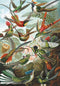 Ernst Haeckel - Hummingbirds Puzzel - Puzzel 1000 stukjes - Puzzel voor Volwassene