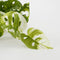 Mica Decorations Monstera Adansonii Kunst Hangplant - H53 cm - Groen Bont