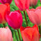 Baltus - Bollen Tulipa Pink Creation 20 stuks