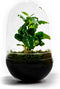 Growing Concepts DIY Duurzaam Ecosysteem Egg Large - Planten - Asparagus - H30xØ18cm
