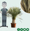 Gewone palmlelie Yucca rostrata h 140 cm st. h 55 cm