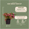 Plants by Frank | set van 6 Parelbes planten | 6x Pernettya mucronata roze | 6x roze | 12 cm Ø | 20 cm hoog | winterharde planten | tuinplanten | planten