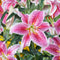 Plant in a Box - Lilium orientalis 'Stargazer' - Set van 6 - Lelie - Bloemknollen - Nazomerbloeiers - Knol - Wit, Roze, Paars, Geel