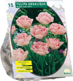 Baltus - Bollen Tulipa Angelique 15 stuks