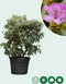 Rhododendron Catawbiense grandiflorum | Rhododendron 'Catawbiense grandiflorum' | Bomenbezorgd.nl