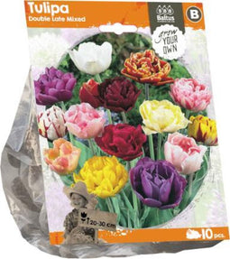 Tulipa Double Late Mixed (Sp) per 10