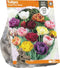 Tulipa Double Late Mixed (Sp) per 10