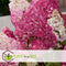 Plant in a Box - Hydrangea paniculata Vanille-Fraise - Set van 4 - Tuinhortensia winterhard - Pot 17cm - Hoogte 25-40cm