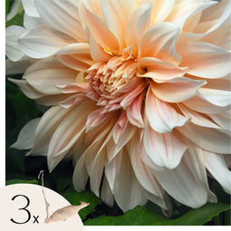 Plant in a Box - Dahlia 'Café au Lait' - set van 3 - zomerbloeiers - dahliaknollen - tuinbloemen - Roze