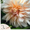 Plant in a Box - Dahlia 'Café au Lait' - set van 3 - zomerbloeiers - dahliaknollen - tuinbloemen - Roze