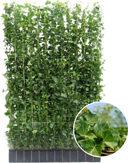 Hedera Hibernica - Klimop - Kant-en-Klaar Haag | 120cm - ↨150 cm