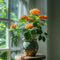 Plant in a Box - Crossandra Fortuna - Set van 2 - Bloeiende kamerplanten - Mooie heldere bloemen - Pot 13cm - Hoogte 20-30cm