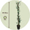 Plant in a Box - Trachelospermum jasminoides 'Pink Showers' - Jasmijn XL - Winterharde klimplant - Pot 17cm - Hoogte 110-120cm