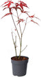Plant in a Box - Japanse esdoorn - Acer palmatum 'Atropurpureum' - Hoogte 25-40cm - Potmaat 10,5cm - boom - rood