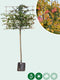 Parrotia leiboom 180 cm | Parrotia persica 8-12 cm 180 cm| Bomenbezorgd.nl