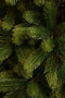 Black Box Trees Nagoya - Kunstkerstboom H180 x Ø108 cm - 922 takken - Groen