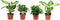 Combibox hippe kamerplanten (Ficus, Koffieplant, Dieffenbachia compacta en Camilla) - Set van 4 - De Groot - Combibox- Hoogte 25 cm