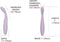 Svakom - Cici 2 - Verwarmende G-Spot Vibrator Met Flexibele Kop - Met App Control - Lila