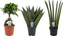 Decorum Combipakket Ficus Ginseng Bonsai geënt - Sansevieria Cylindrica - Sansevieria Zeylanica ()