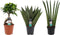 Decorum Combipakket Ficus Ginseng Bonsai geënt - Sansevieria Cylindrica - Sansevieria Zeylanica ()