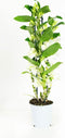 Dendrobium Nobile Apollon 3T – ↨ 50cm – ⌀ 12cm