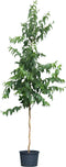 Zevenzonenboom hoogstam 250 cm | Heptacodium Miconioides 8-12 cm 100-120 cm hoog, zonder pot| Bomenbezorgd.nl