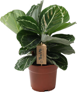Plant in a Box - Calathea 'Julia' - Pot 17cm - Hoogte 35-45cm - Luchtzuiverende kamerplant - Mooie bladeren