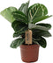 Plant in a Box - Calathea 'Julia' - Pot 17cm - Hoogte 35-45cm - Luchtzuiverende kamerplant - Mooie bladeren
