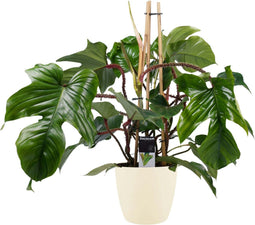 Goed & Groen - Decorum Philodendron Squamiferum - Pyramide in ELHO Round (soap) - ↨ 70cm - Potmaat 20 - Exclusieve Kwaliteit Planten - Kamer Plant - Kamerplanten - Sfeer - Interieur