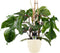 Goed & Groen - Decorum Philodendron Squamiferum - Pyramide in ELHO Round (soap) - ↨ 70cm - Potmaat 20 - Exclusieve Kwaliteit Planten - Kamer Plant - Kamerplanten - Sfeer - Interieur