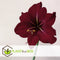 Plant in a Box - Amaryllis - Set van 2 - Hippeastrum - Bloembollen - Donkerrode bloemen