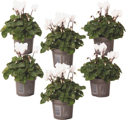 Plant in a Box - Cyclamen persicum 'Metis White' - Set van 6 - Perzische cyclaam - Pot 9cm - Hoogte 10-20cm