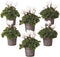 Plant in a Box - Cyclamen persicum 'Metis White' - Set van 6 - Perzische cyclaam - Pot 9cm - Hoogte 10-20cm