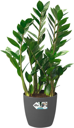 Elho Brussels Rond Wielen 35 - Grote Bloempot voor Binnen - 100% Gerecycled Plastic - Ø 35 x H 33 cm - Antraciet