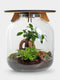Hebe Bonsai