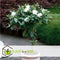 Plant in a Box - Gardenia Jasminoides - Op gevlochten stam - Onderhoudsarme plant - Witte bloemen - Pot 19cm - Hoogte 50-60cm