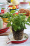 CABANAZ - bord, keramiek, SERVING TRAY ROUND, set 2, rood