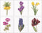 Thea Gouverneur - Borduurpakket met telpatroon - 3083A - Voorgesorteerde DMC Garens - 6 Bloemportretten - Aida - 6 cm x 17 cm - DIY Kit