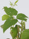Plant in a Box - Rubus idaeus 'Malling Promise' - Set van 4 - Framboos - Fruitplanten - Struik - ⌀15cm - Hoogte 50-60cm